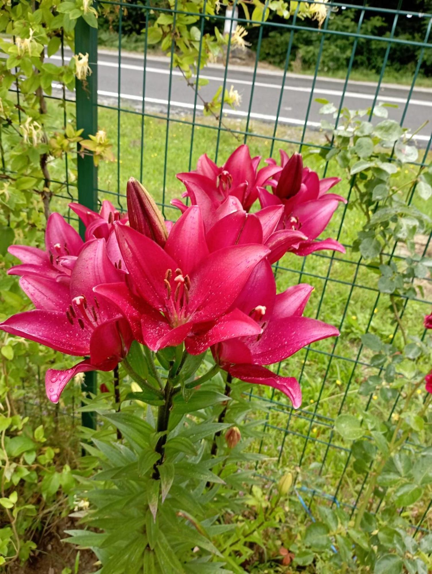 Pensiunea Dates Cîrţişoara Esterno foto